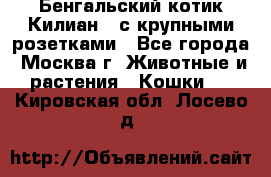 Бенгальский котик Килиан , с крупными розетками - Все города, Москва г. Животные и растения » Кошки   . Кировская обл.,Лосево д.